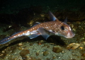   Spotted Ratfish comes shallow waters summer mate if you are lucky they will pause check themselves your port  